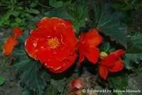 Бегонія бульбова - begonia x tuberhybrida опис і догляд на (грунт) Бегонія бульбова - begonia x tuberhybrida опис і догляд на