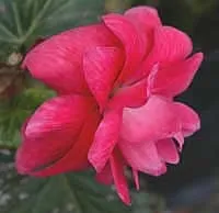 Бегонія бульбова - begonia x tuberhybrida опис і догляд на (субстрат) Бегонія бульбова - begonia x tuberhybrida опис і догляд на