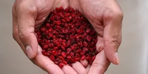 Барбарис Тунберга посадка і особливості догляду
