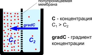 біологічні мембрани