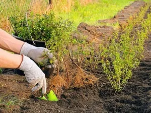 Барбарис Тунберга посадка і особливості догляду