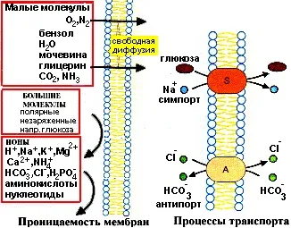 біологічні мембрани