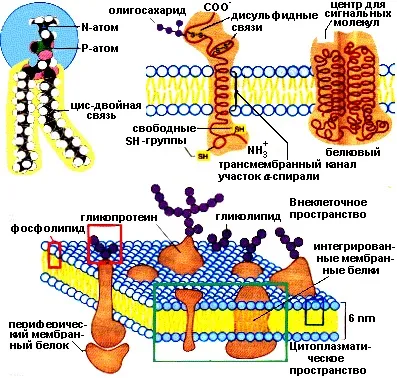 біологічні мембрани