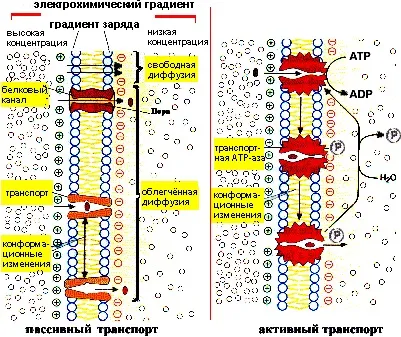 біологічні мембрани