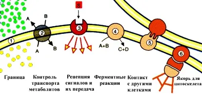 біологічні мембрани
