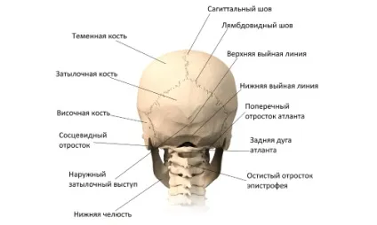 Базилярна імпресія і платібазія причини, симптоми, лікування, небезпека (симптоми) Базилярна імпресія і платібазія причини, симптоми, лікування, небезпека