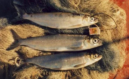 Байкал, тваринний світ
