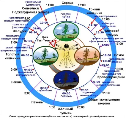 Біологічний годинник, біоритми людини, циркадний ритм організму (годинник) Біологічний годинник, біоритми людини, циркадний ритм організму