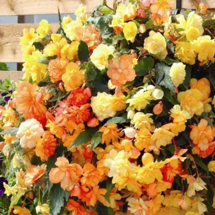 Бегонія бульбова, посадка, догляд і розмноження (відео) (бегонія) Бегонія бульбова, посадка, догляд і розмноження (відео)