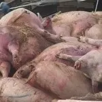 Хвороби свиней їх симптоми на фото і відео (свиней) Хвороби свиней їх симптоми на фото і відео