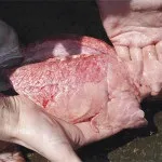 Хвороби свиней їх симптоми на фото і відео (фото) Хвороби свиней їх симптоми на фото і відео