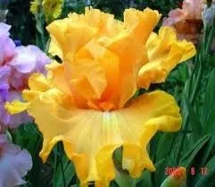 Blooming life іриси