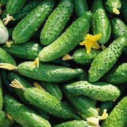 Бізнес план вирощування огірків (огірків) Бізнес план вирощування огірків