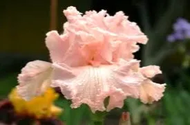 Blooming life іриси