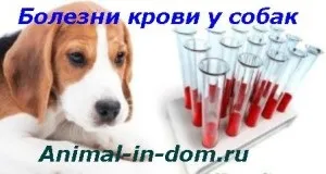 Хвороби крові у собак, лікування домашніх тварин (анемія) Хвороби крові у собак, лікування домашніх тварин