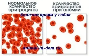 Хвороби крові у собак, лікування домашніх тварин (анемія) Хвороби крові у собак, лікування домашніх тварин