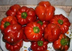 Болгарський перець ратунда як вирощувати овочеву культуру