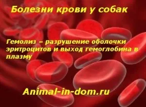 Хвороби крові у собак, лікування домашніх тварин (гемофілія) Хвороби крові у собак, лікування домашніх тварин