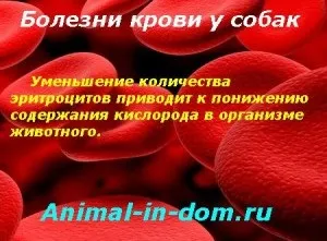 Хвороби крові у собак, лікування домашніх тварин (гемофілія) Хвороби крові у собак, лікування домашніх тварин