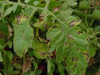 Хвороба бура плямистість фото і боротьба з бурою плямистістю (бура) Хвороба бура плямистість фото і боротьба з бурою плямистістю