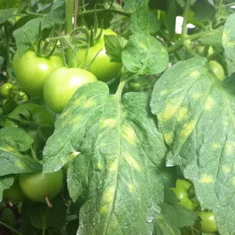 Хвороба бура плямистість фото і боротьба з бурою плямистістю (фото) Хвороба бура плямистість фото і боротьба з бурою плямистістю