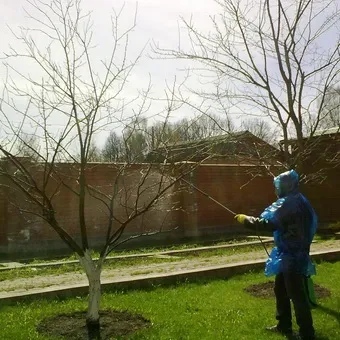 Хвороба бура плямистість фото і боротьба з бурою плямистістю (плямистість) Хвороба бура плямистість фото і боротьба з бурою плямистістю