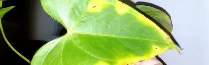 Хвороби квітки чоловіче щастя (антуріум) і їх лікування (чоловіче) Хвороби квітки чоловіче щастя (антуріум) і їх лікування