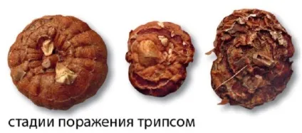 Хвороби гладіолусів і їх лікування фото (лікування) Хвороби гладіолусів і їх лікування фото
