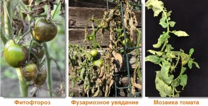 Хвороби помідор - в чому причина і як боротися фото (хвороби) Хвороби помідор - в чому причина і як боротися фото