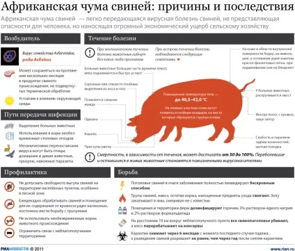 Хвороби свиней їх симптоми на фото і відео (симптоми) Хвороби свиней їх симптоми на фото і відео