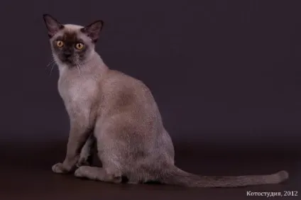 Бурманська кішка (бурми) - опис породи кішки, фото, ціна на котів бурми, кошенята і розплідники (породи) Бурманська кішка (бурми) - опис породи кішки, фото, ціна на котів бурми, кошенята і розплідники
