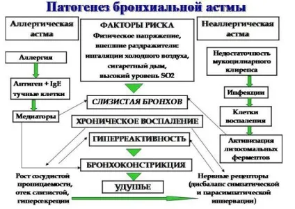 Бронхіальна астма атопічна форма - діагностика у дорослих і дітей, форми, ступеня тяжкості, (бронхіальна) Бронхіальна астма атопічна форма - діагностика у дорослих і дітей, форми, ступеня тяжкості,