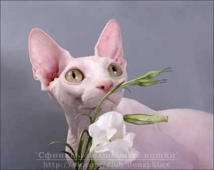 Ціна на кошеня сфінкса