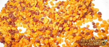 Чим відрізняється перга від пилку (відрізняється) Чим відрізняється перга від пилку