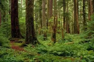 український ліс як рідний дім, «Камишловской известия» (Камишловской) український ліс як рідний дім, «Камишловской известия»