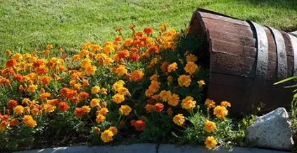 Струмок з квітів в ландшафтному дизайні (квітник) Струмок з квітів в ландшафтному дизайні