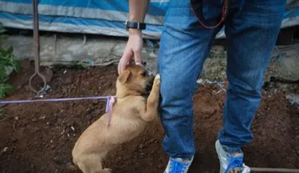 Ru жахливий свято собачого м'яса в Юлін (Юлін) Ru жахливий свято собачого м'яса в Юлін