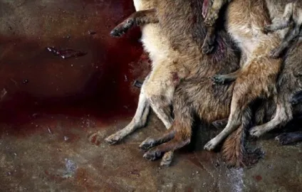 Ru жахливий свято собачого м'яса в Юлін (м'яса) Ru жахливий свято собачого м'яса в Юлін
