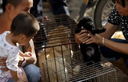 Ru жахливий свято собачого м'яса в Юлін (Юлін) Ru жахливий свято собачого м'яса в Юлін