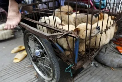 Ru жахливий свято собачого м'яса в Юлін (м'яса) Ru жахливий свято собачого м'яса в Юлін
