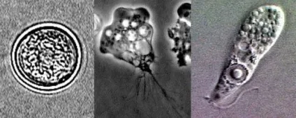 Чотири паразита, здатних «захопити» мозок (Toxoplasma gondii може) Чотири паразита, здатних «захопити» мозок
