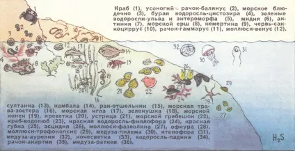 Чистильники чорного моря
