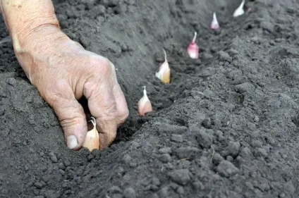 Щоб часник виріс великим, 6 соток (міру підсихання грунту) Щоб часник виріс великим, 6 соток