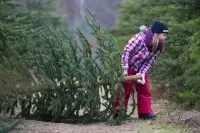 Що потрібно робити, щоб жива ялина збереглася довше, питання-відповідь, новий рік, аргументи і факти (потрібно) Що потрібно робити, щоб жива ялина збереглася довше, питання-відповідь, новий рік, аргументи і факти