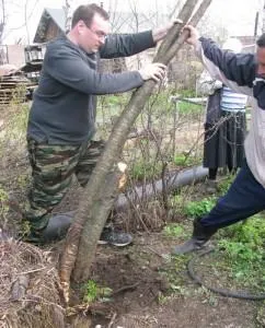 Що посадити на садовій ділянці в середній смузі, sovetyli