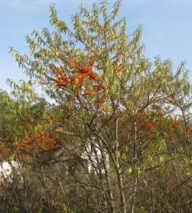 Що посадити на садовій ділянці в середній смузі, sovetyli
