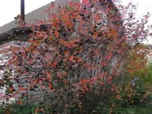 Що посадити на садовій ділянці в середній смузі, sovetyli