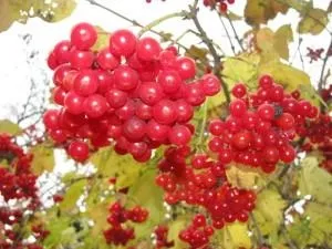 Що посадити на садовій ділянці в середній смузі, sovetyli