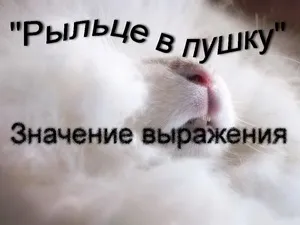 Що означає вираз рильце в пушку значення фразеологізму (байка лисиця і бабак) Що означає вираз рильце в пушку значення фразеологізму