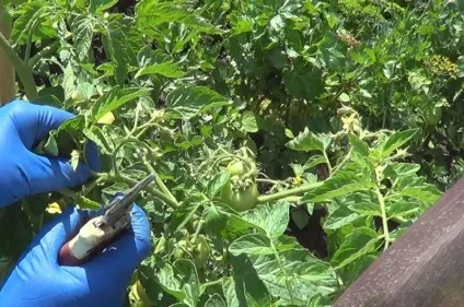 Що робити якщо жирують помідори якщо томати в теплиці, опис, відео (теплиці) Що робити якщо жирують помідори якщо томати в теплиці, опис, відео